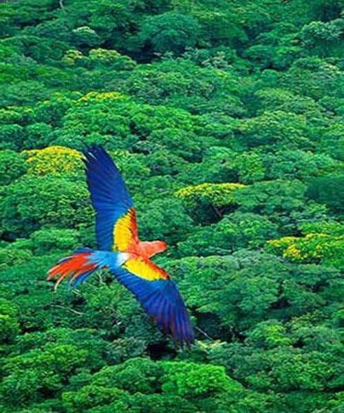FORT in FEST: Amazzonia & Brasile